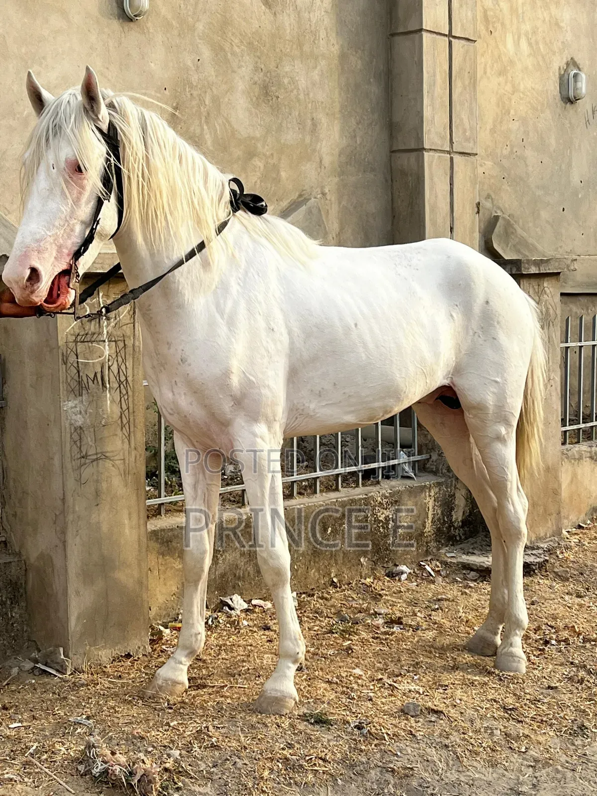 Horse Available