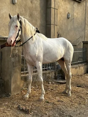 Female Horse Available