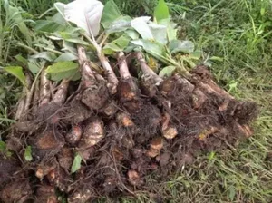 Giant Plantain Suckers
