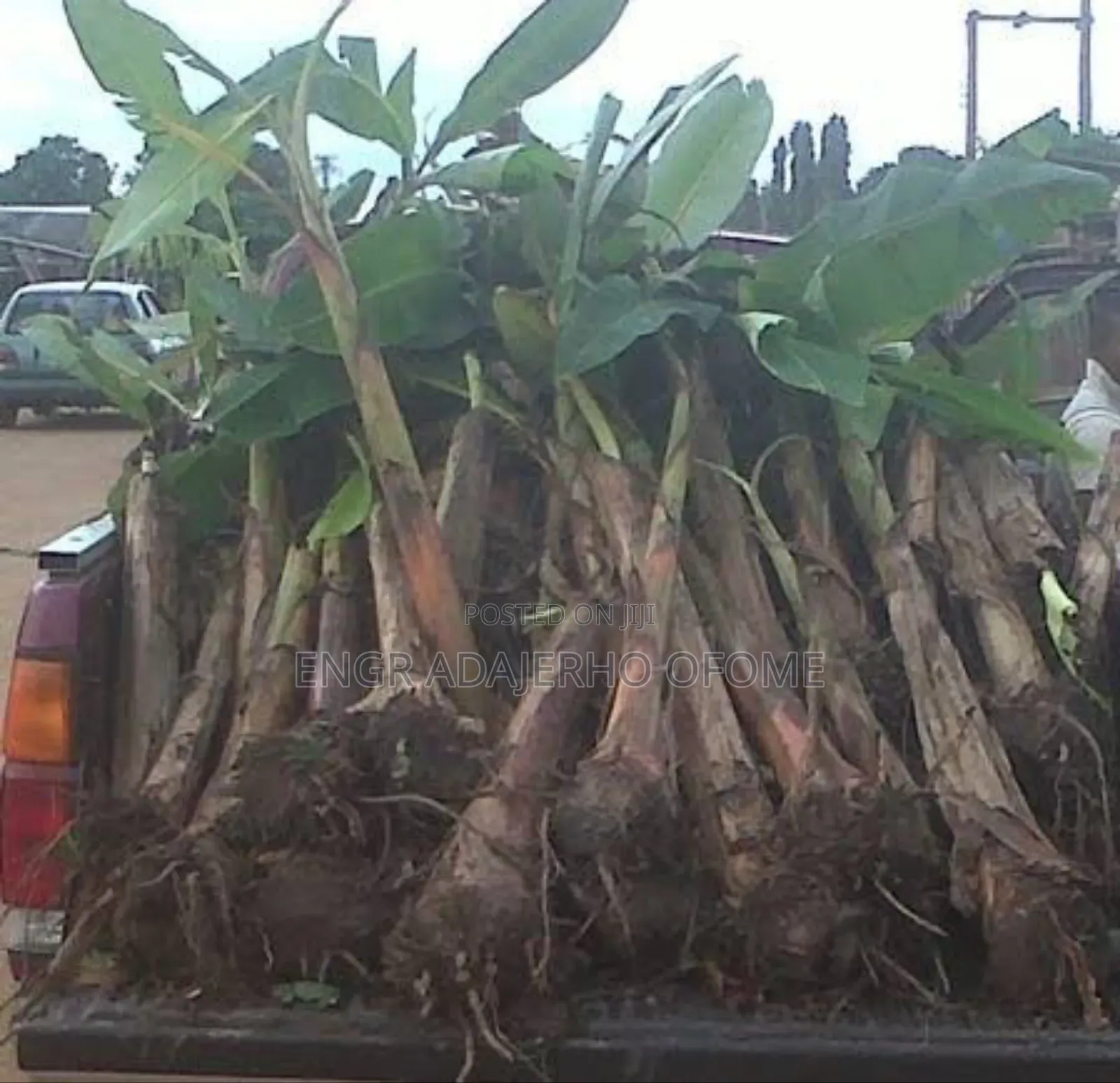 Giant Plantain Suckers