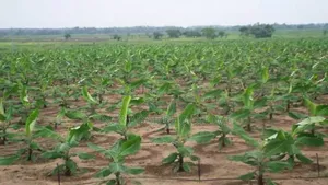 Giant Plantain Suckers