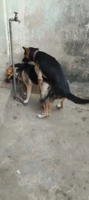 1+ year Male Purebred German Shepherd