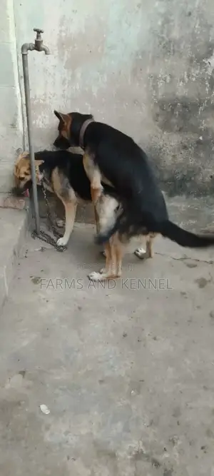 1+ year Male Purebred German Shepherd