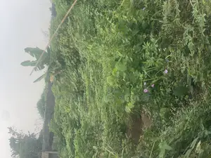 Land for Sales