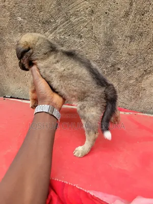 1-3 months Female Purebred Caucasian Shepherd