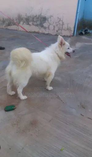 1+ year Male Purebred American Eskimo