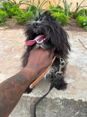 6-12 months Male Purebred Lhasa Apso