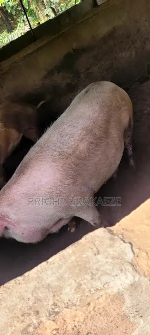 Pigs and Piglets for Sale