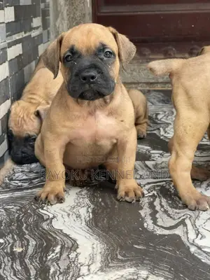 1-3 months Male Purebred Boerboel