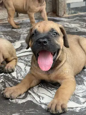 1-3 months Female Purebred Boerboel