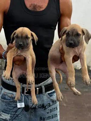 1-3 months Male Purebred Boerboel