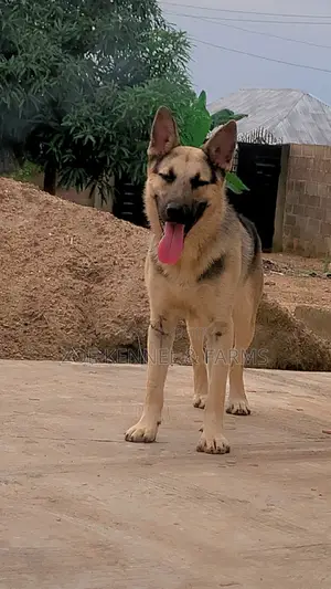 1+ year Male Purebred German Shepherd