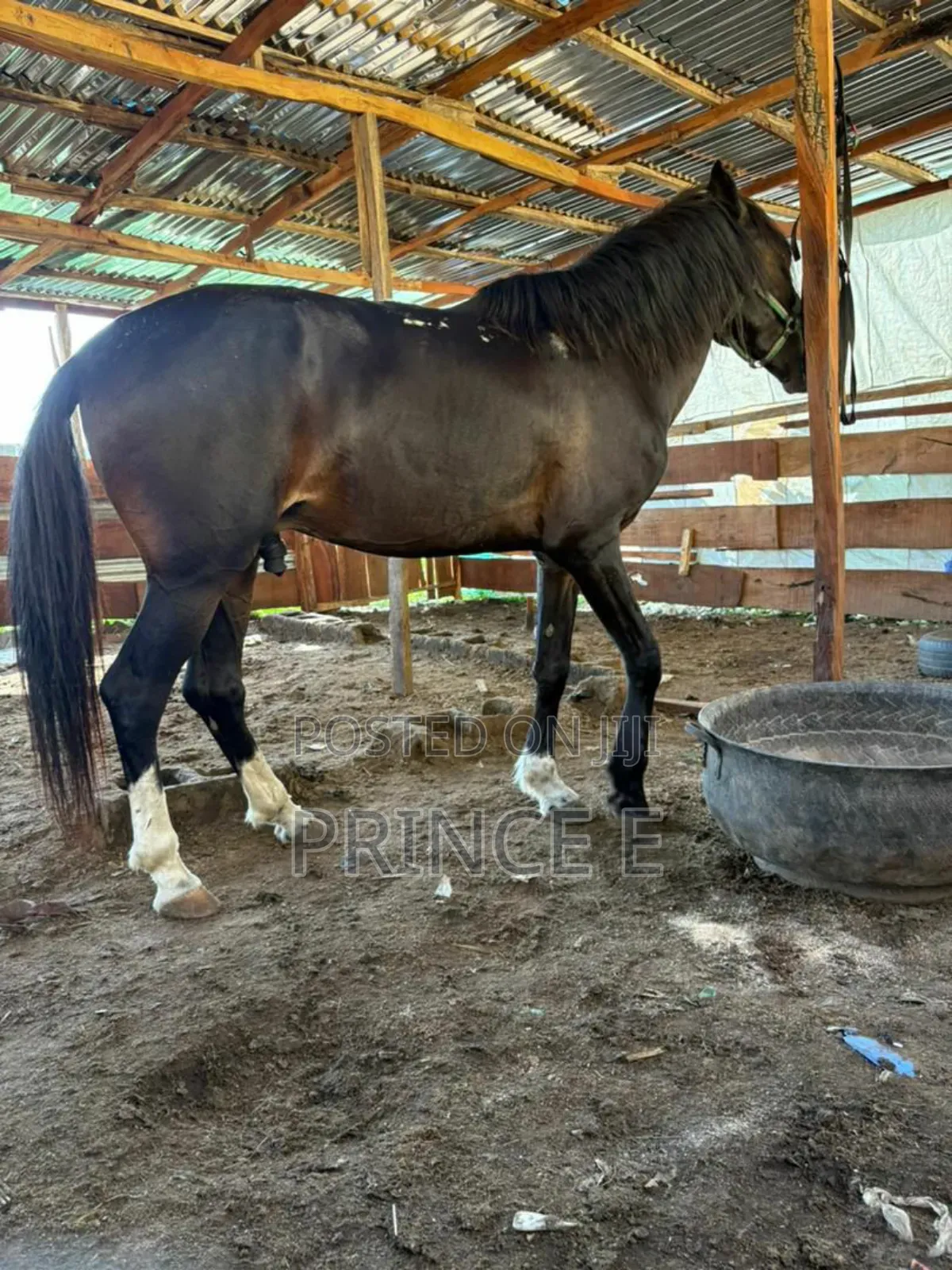 Horse Rental Services Available