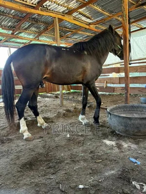 Gallant Male Horse Available