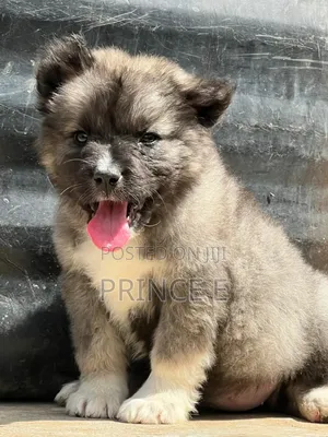 1-3 months Female Purebred Caucasian Shepherd