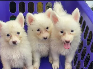 1-3 months Female Purebred American Eskimo