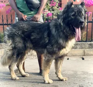 1+ year Male Purebred Caucasian Shepherd