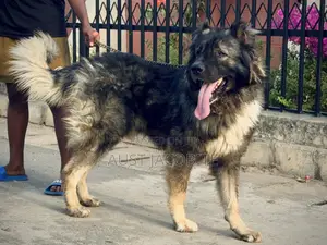 1+ year Male Purebred Caucasian Shepherd