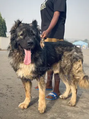 1+ year Male Purebred Caucasian Shepherd