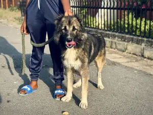 1+ year Male Purebred Caucasian Shepherd