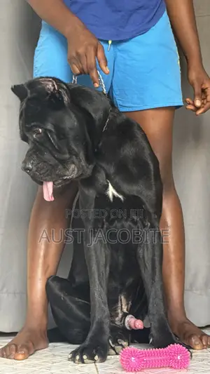 1+ year Male Purebred Cane Corso