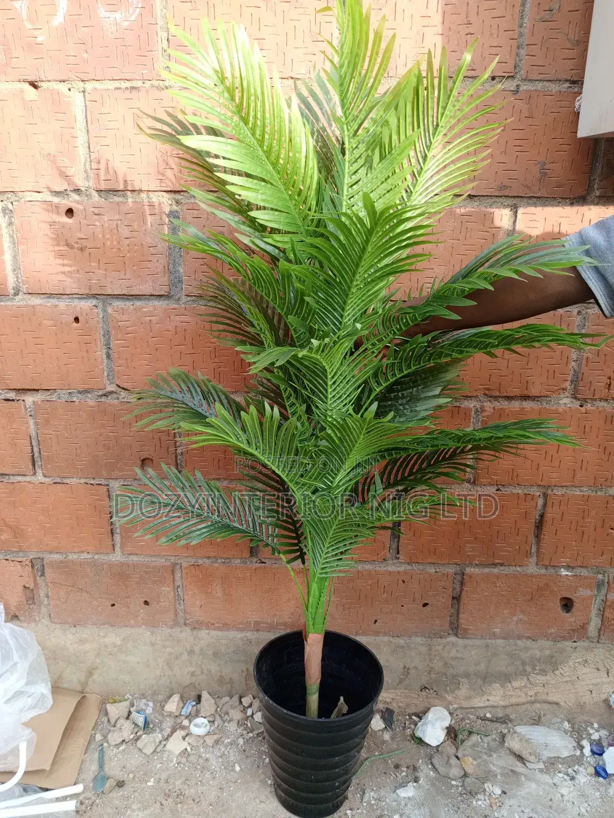 Palm and Black Pot