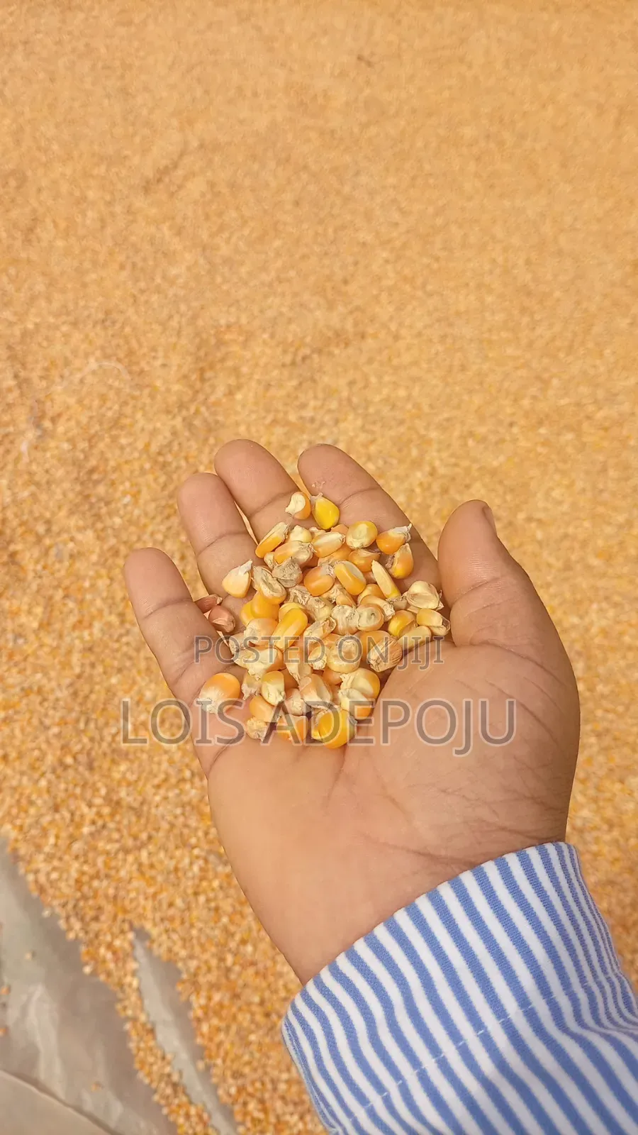 Dried Maize