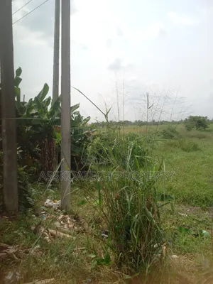 Banana Highland Ph. Estate Trans Woi