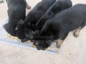 1-3 months Female Purebred German Shepherd