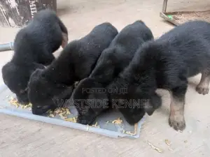 1-3 months Female Purebred German Shepherd