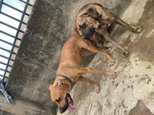1+ year Male Purebred Boerboel