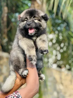 1-3 months Female Purebred Caucasian Shepherd