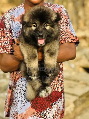 1-3 months Female Purebred Caucasian Shepherd