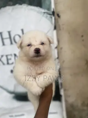 1-3 months Female Purebred American Eskimo