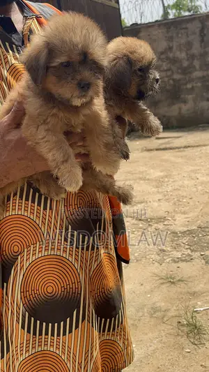 1-3 months Female Purebred Lhasa Apso
