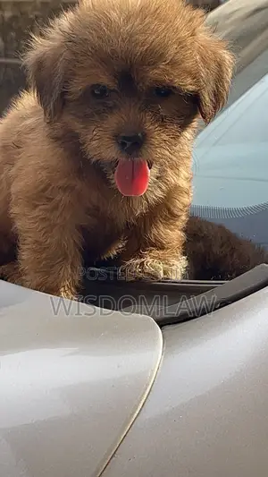 1-3 months Male Purebred Lhasa Apso