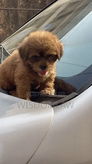 1-3 months Male Purebred Lhasa Apso