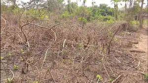 2 Plot of Land