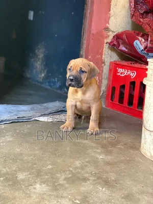 1-3 months Female Purebred Boerboel