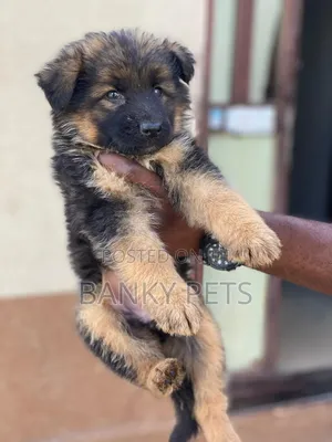 1-3 months Female Purebred German Shepherd