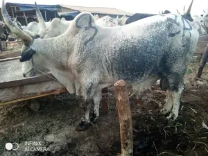 Fat Healthy Cow – Good for All Occasions