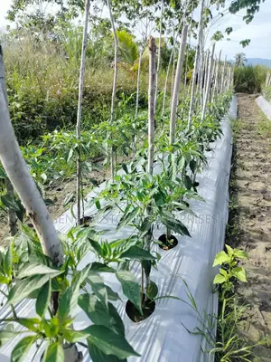 1.2m X 500m Mulching Film , Mulch Film