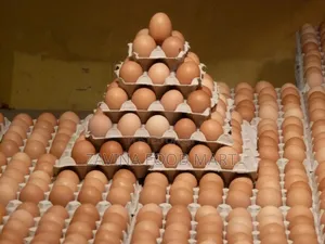 Fresh Egg in Crate