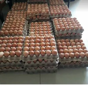 Fresh Egg in Crate