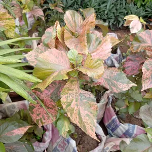 Flower Acalypha