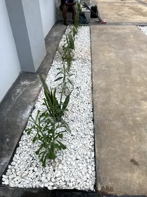 Flowering and White Stones