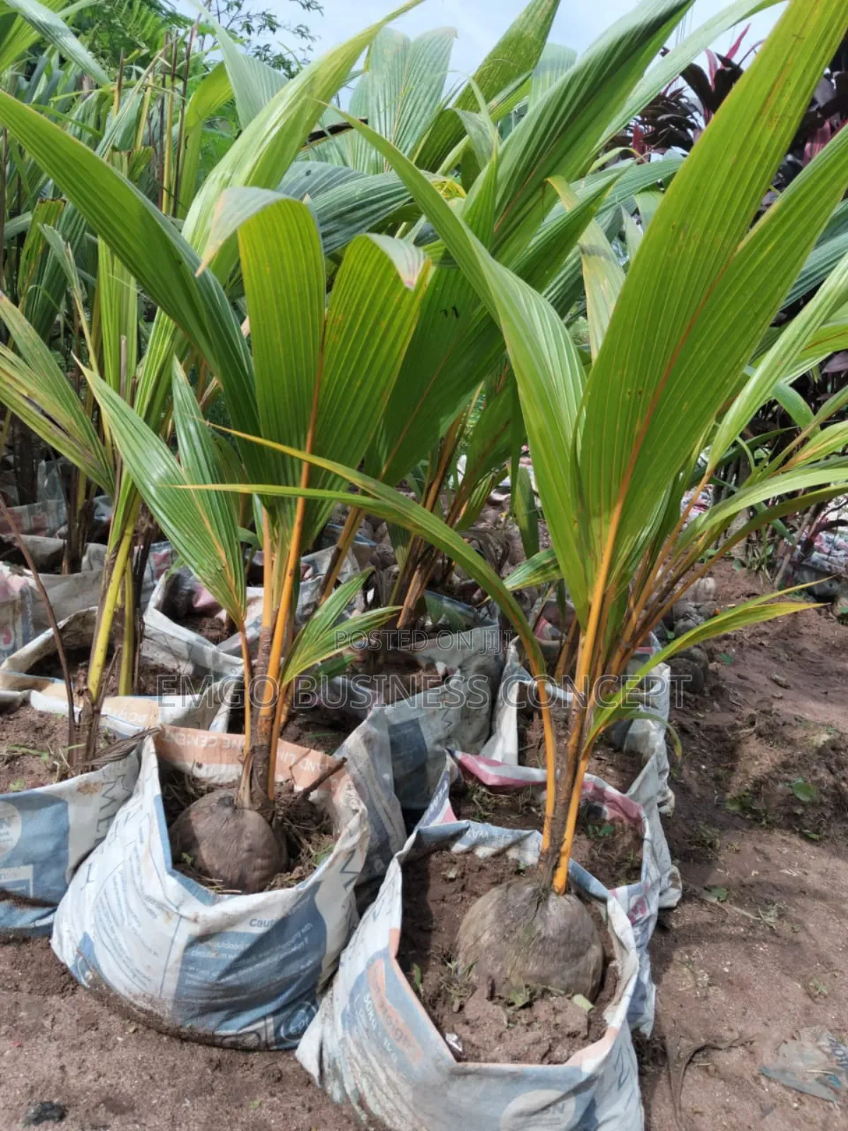 Hybrid Coconut
