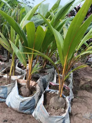 Hybrid Coconut