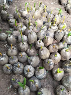 Hybrid Coconut