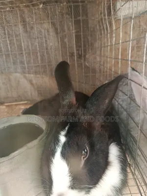 Matured Dutch Rabbit Doe